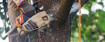 Best Tree Trimming and Pruning  in USA